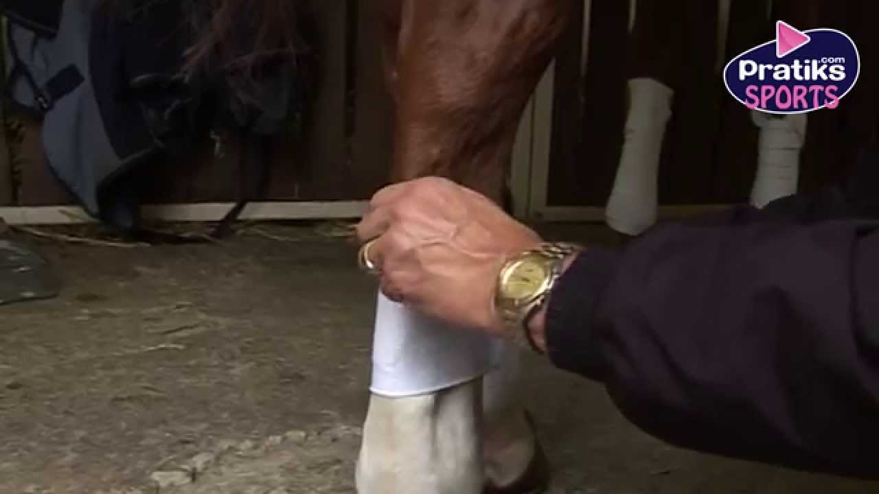 Equitation - Comment poser des bandes de polo