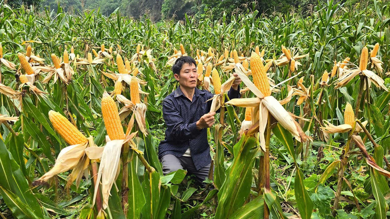 Corn Harvesting Preservation Animal Raising - The Joy of Animals