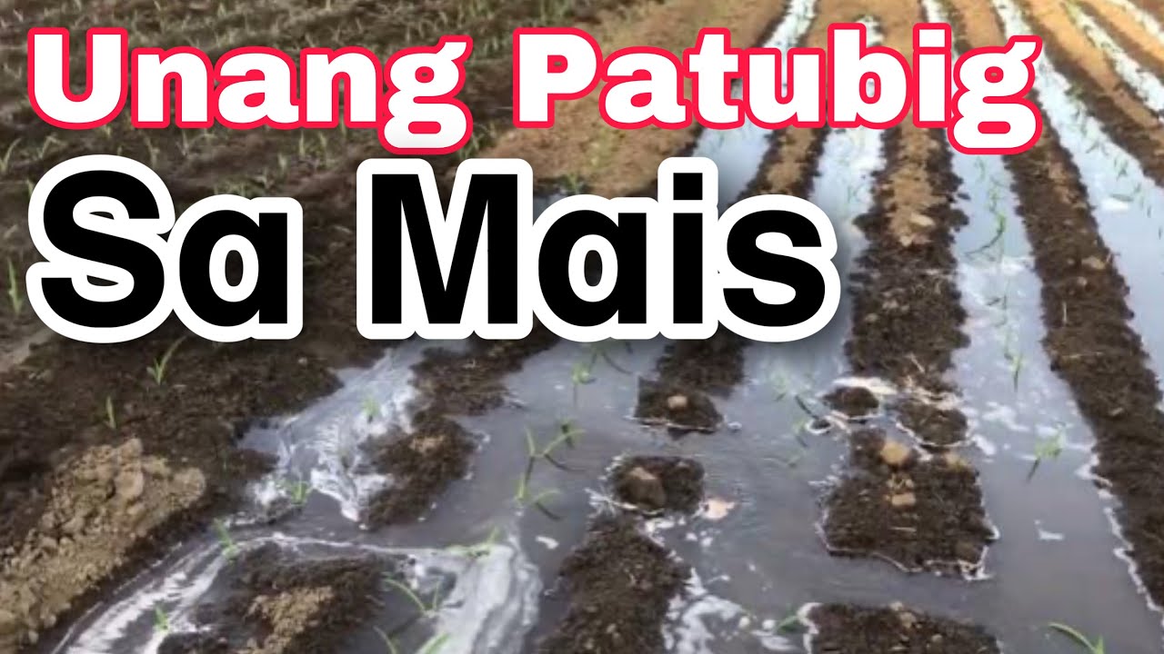 Unang Patubig sa Mais | Challenges in early Corn Irrigation