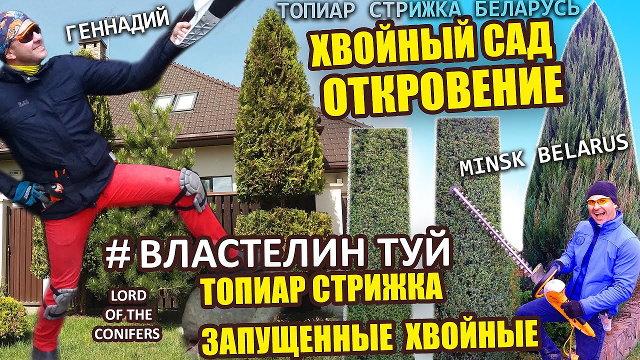СТРИГУ ХВОЙНЫЕ РАСТЕНИЯ | ТОПИАР | ТУЯ_ МОЖЖЕВЕЛЬНИК Cтрижка туи Беларусь Минск | @ВЛАСТЕЛИН ТУЙ