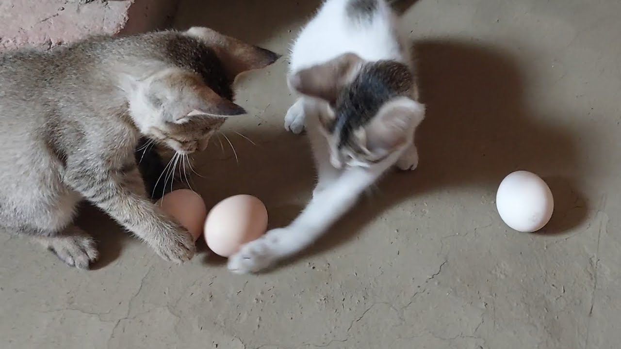 World Amazing kittens funny playing videos ||relaxiation videos || kittens sound || kittens meowing