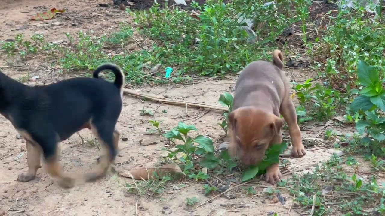 So sadly that this mother dog run away from her puppies 😥 VikbolPet