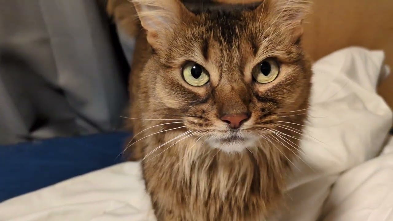 【1496日目】ベッドメイク #ソマリ #cat