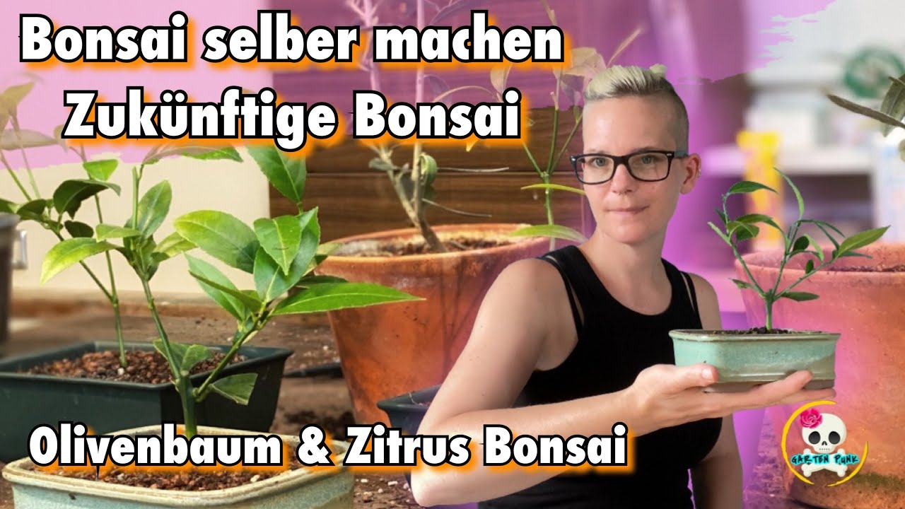 Bonsai selber ziehen / Zitrus Bonsai | Olivenbaum Bonsai | Auf dem Weg zum Bonsai