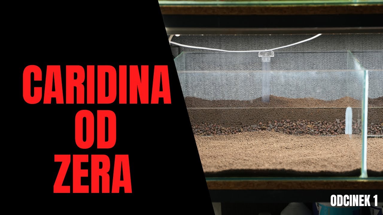 Caridina od Zera – Odcinek 1: Jak Stworzyć Idealne Krewetkarium