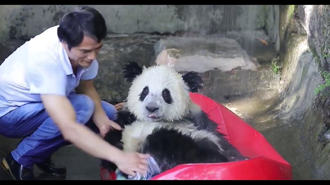 🐼奶爸帮双重喜庆洗澡, 实在太可爱了!🛀💝🥰Keeper Gives A Bath For ChongChong And His Friends, Too Cute! | Adorable Panda