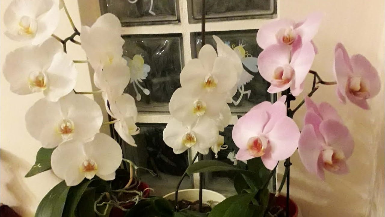 КАК ЦВЕТУТ НАШИ ОРХИДЕИ УКРАИНА - ГРЕЦИЯ 🌺🌏🌸