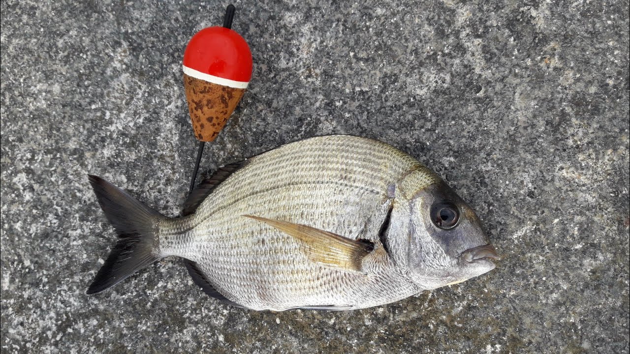 Pesca del Sargo con boya. Tutorial 2. Cómo montar todo el aparejo de pesca.