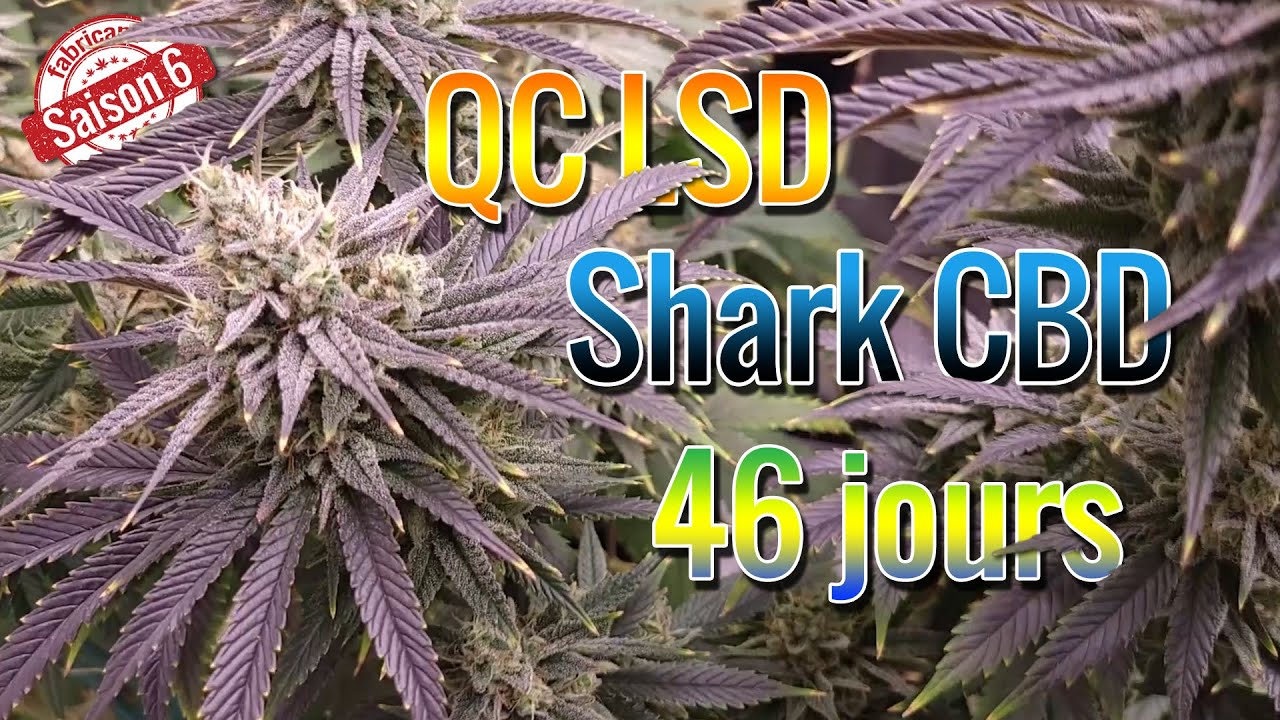 46 jours de floraison avec les Shark CBD et Qu&eacute;bec LSD - S6E5