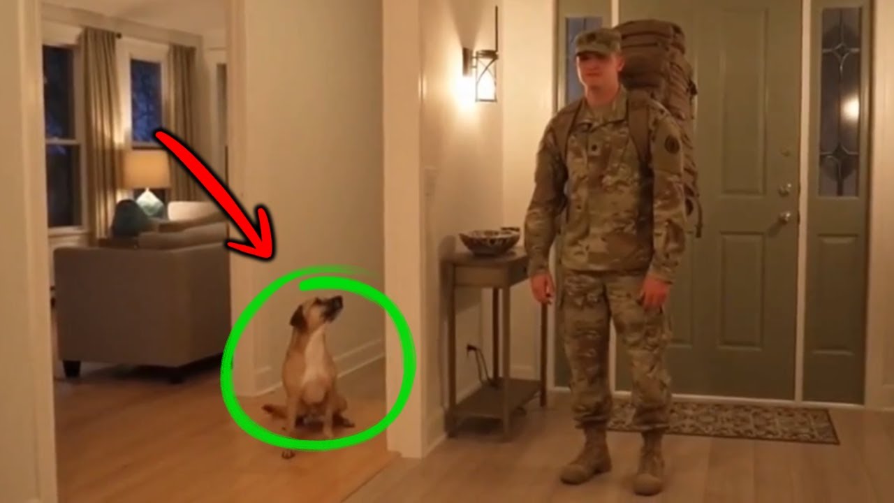 💔 Soldier Home Again – Old Dog Takes Seconds to Recognize Dad 😭