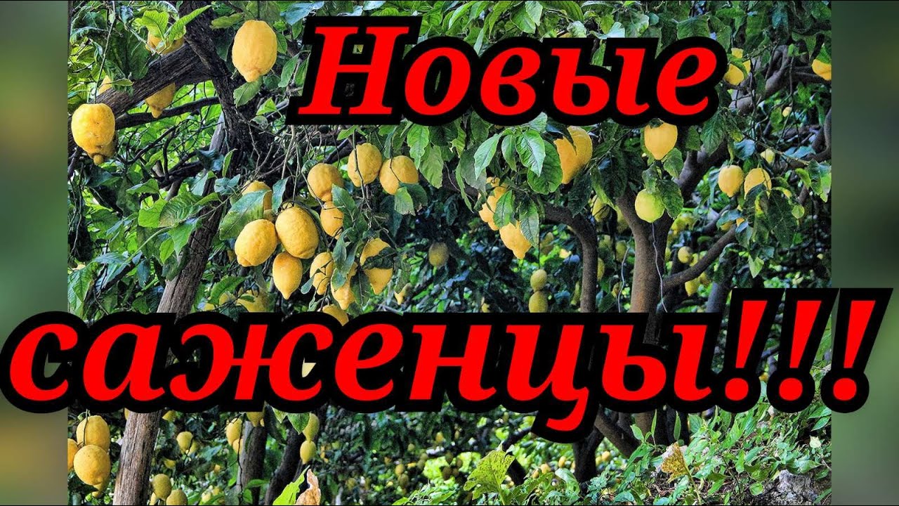 Новые саженцы комнатного лимона! Саженцы лимона почтой!Room lemon!Лимон Мейера,Павловский и Дженоа!