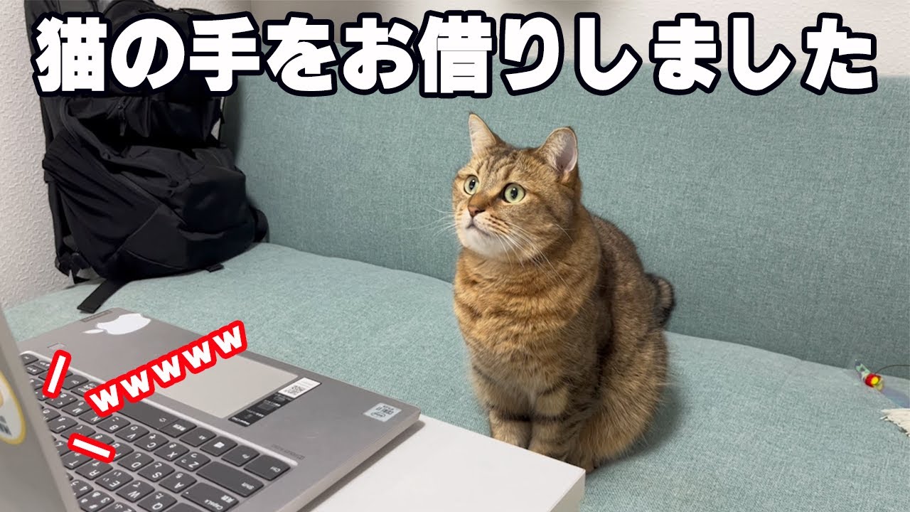 会議が行き詰ったのでいきなりネコを召喚してみた結果ｗｗｗ