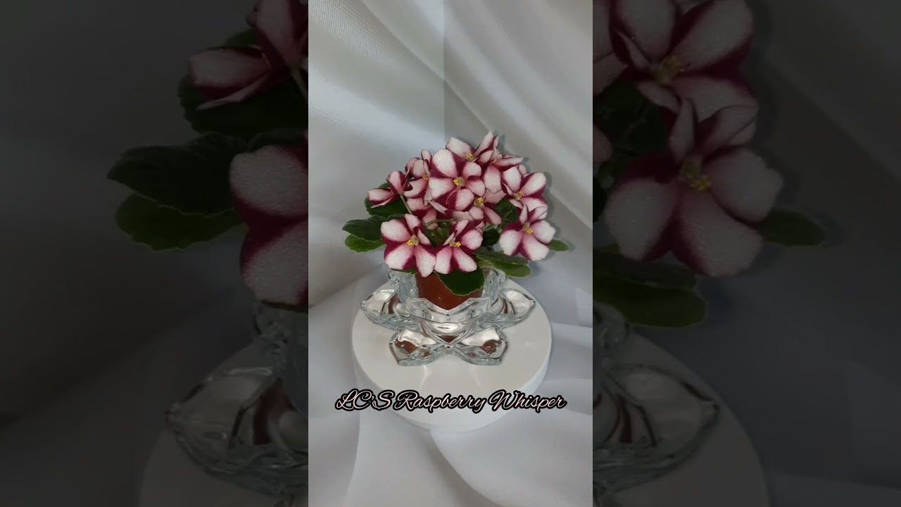 Фиалка LC'S Raspberry Whisper, мини, химера.