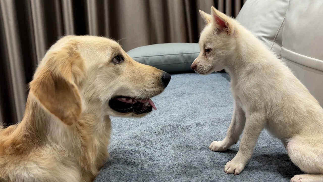 Abandoned Puppy and Golden Retriever Go From Strangers to Best Friends
