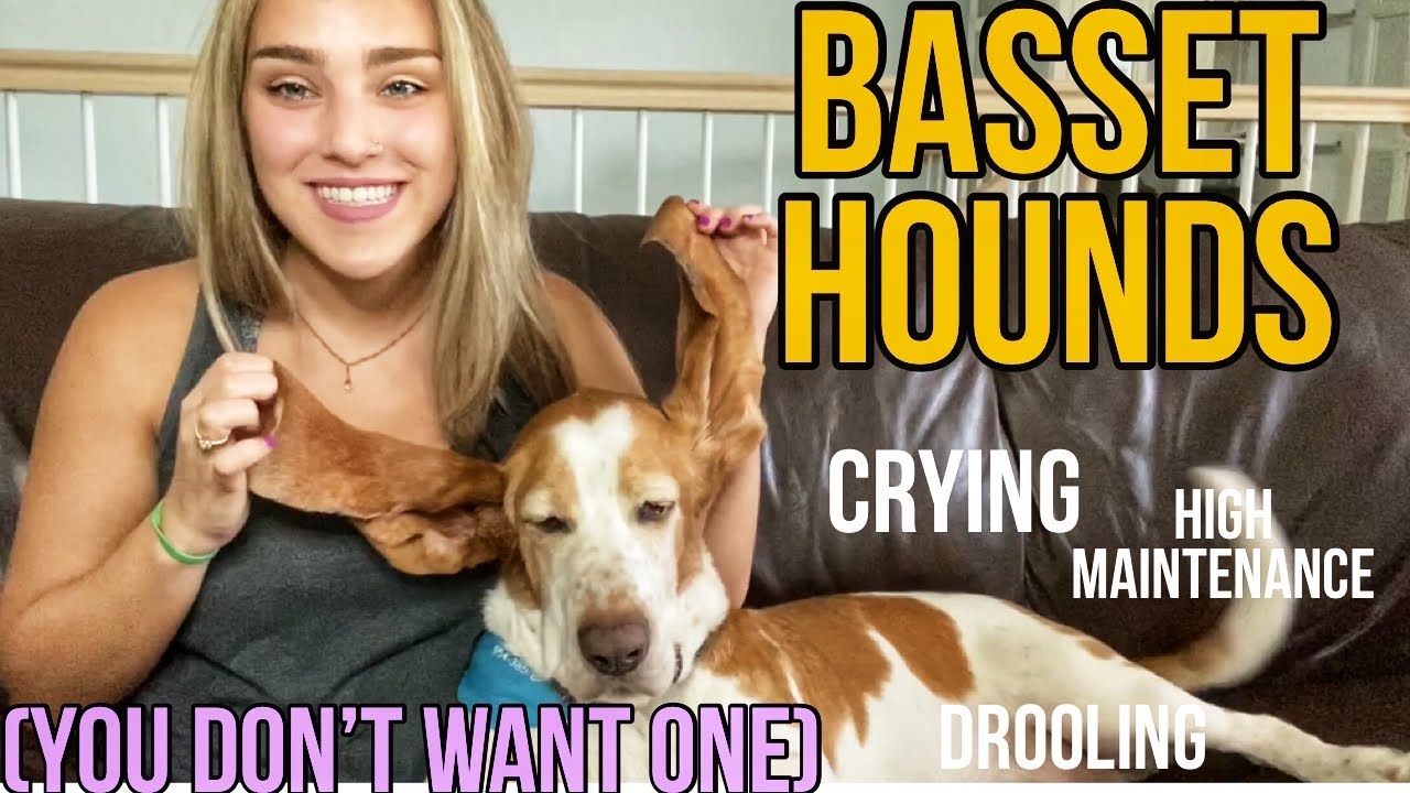 BASSET HOUNDS: 10 Reasons Why You DO NOT Want One
