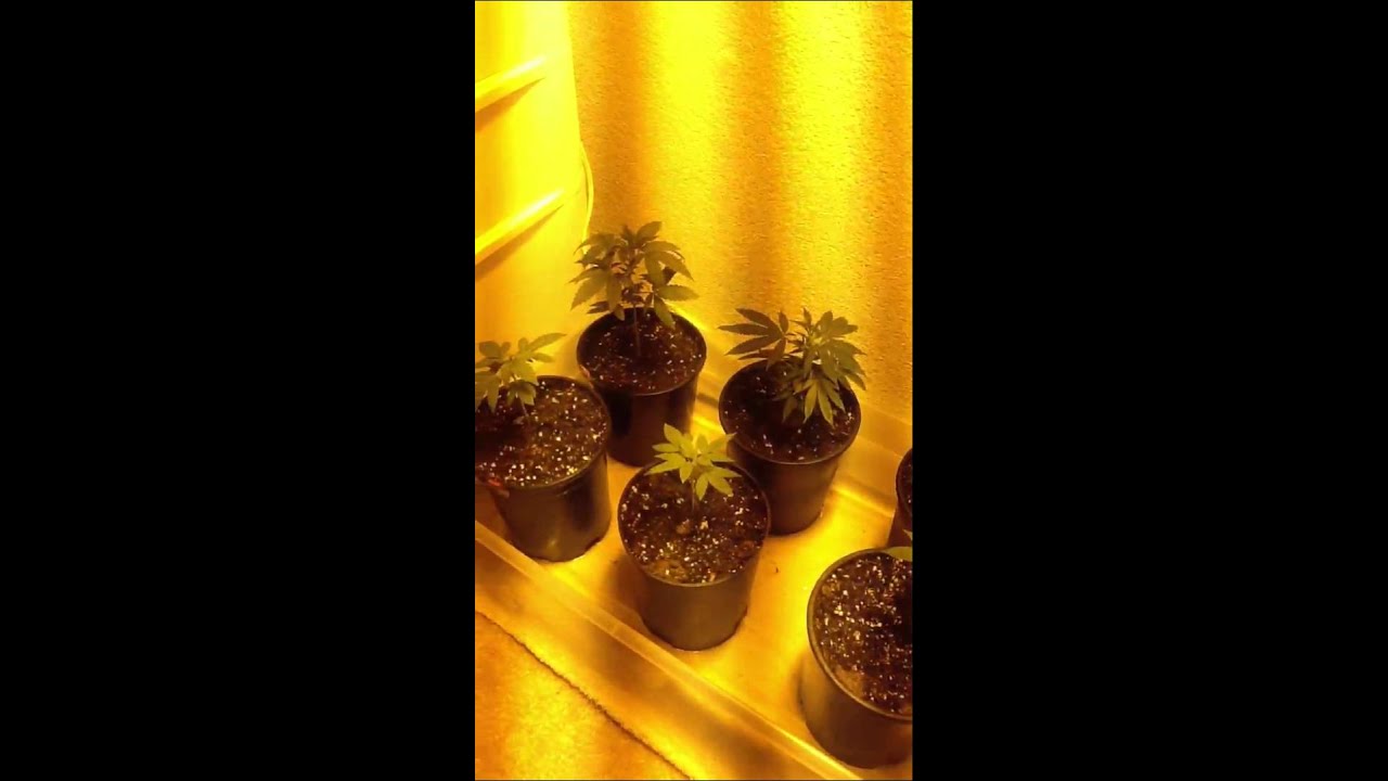 400w HPS grow week#2 of veg