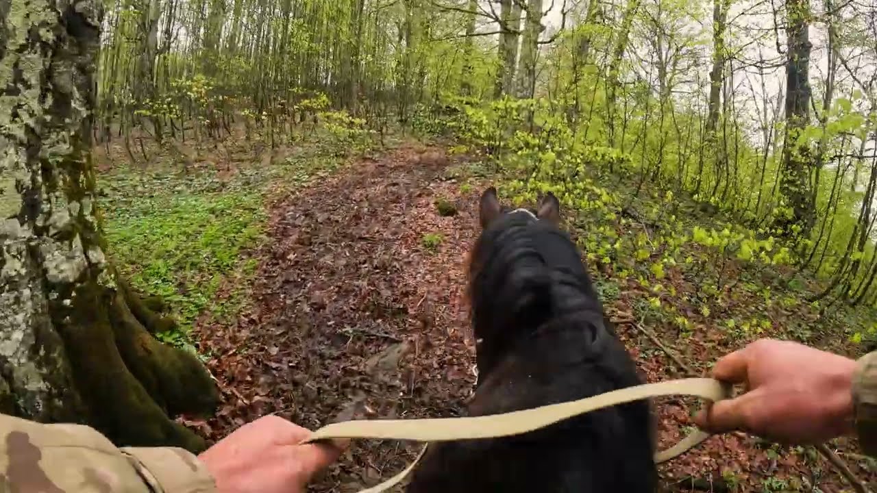 Horseback Riding In The Forest
