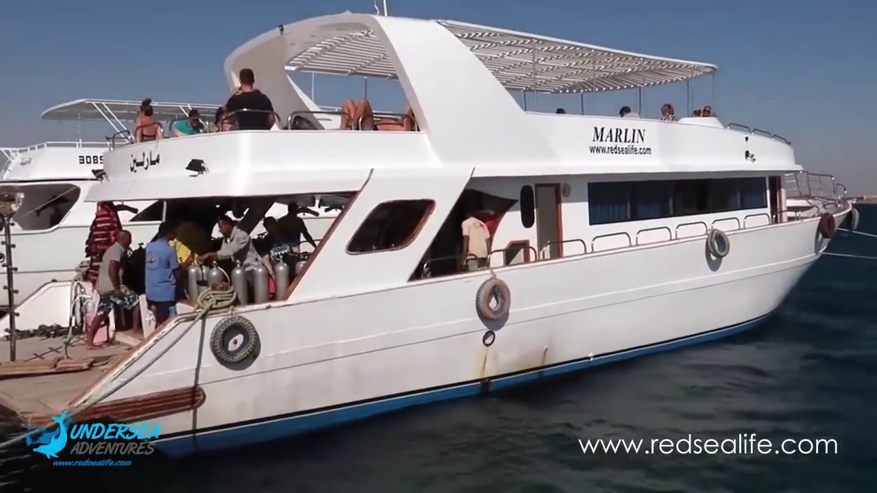 Immerse Yourself in the Underwater Wonders of the Red Sea Life