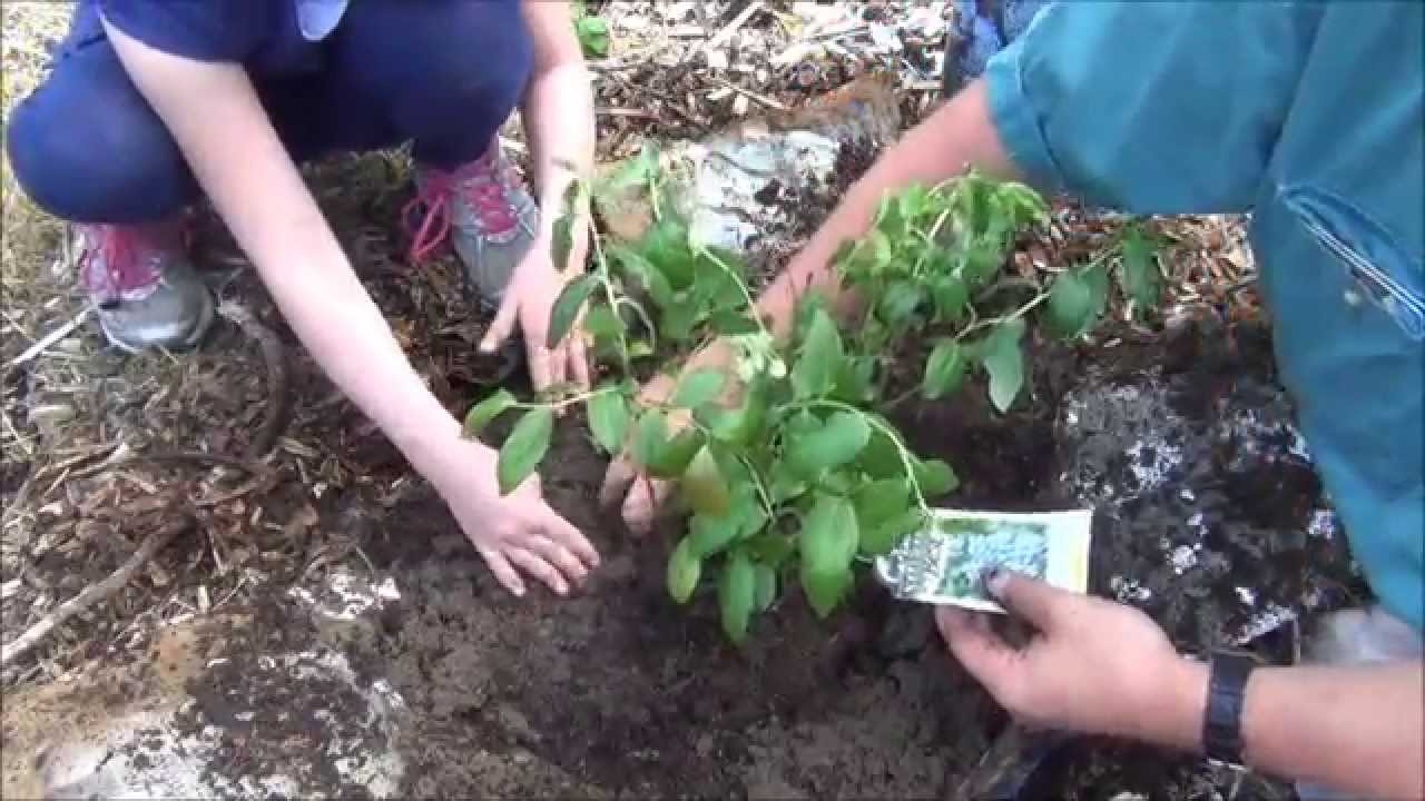 Planting Blueberries In My Back To Eden Garden - L2Survive with Thatnub