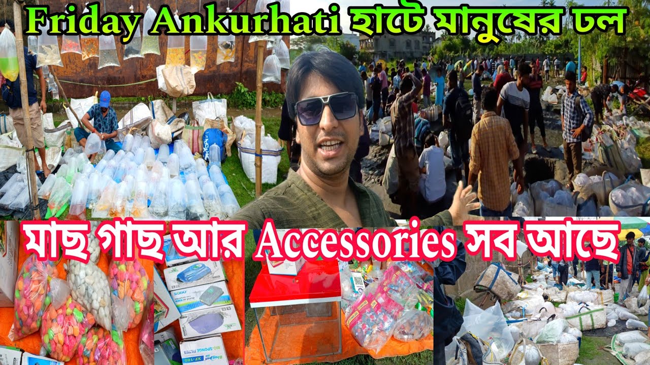 Friday Howrah Ankurhati Fish Pet Market | Ankurhati Fish Market | Ankurhati Pet Market | Fish Shop 