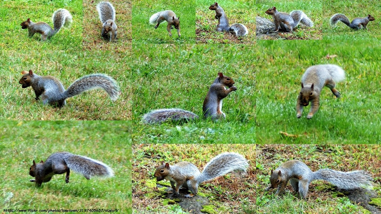 Squirrel Nut Burying Frenzy