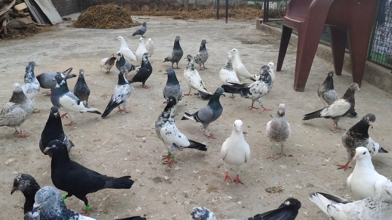 Pigeon lover 💞 only shok 🐦