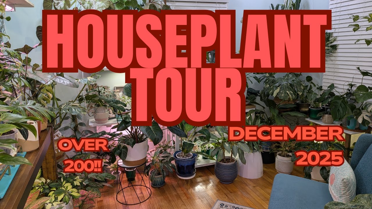 Houseplant Tour- December 2025!!  #houseplanttour #planttour #indoorplants #plants #plantlover