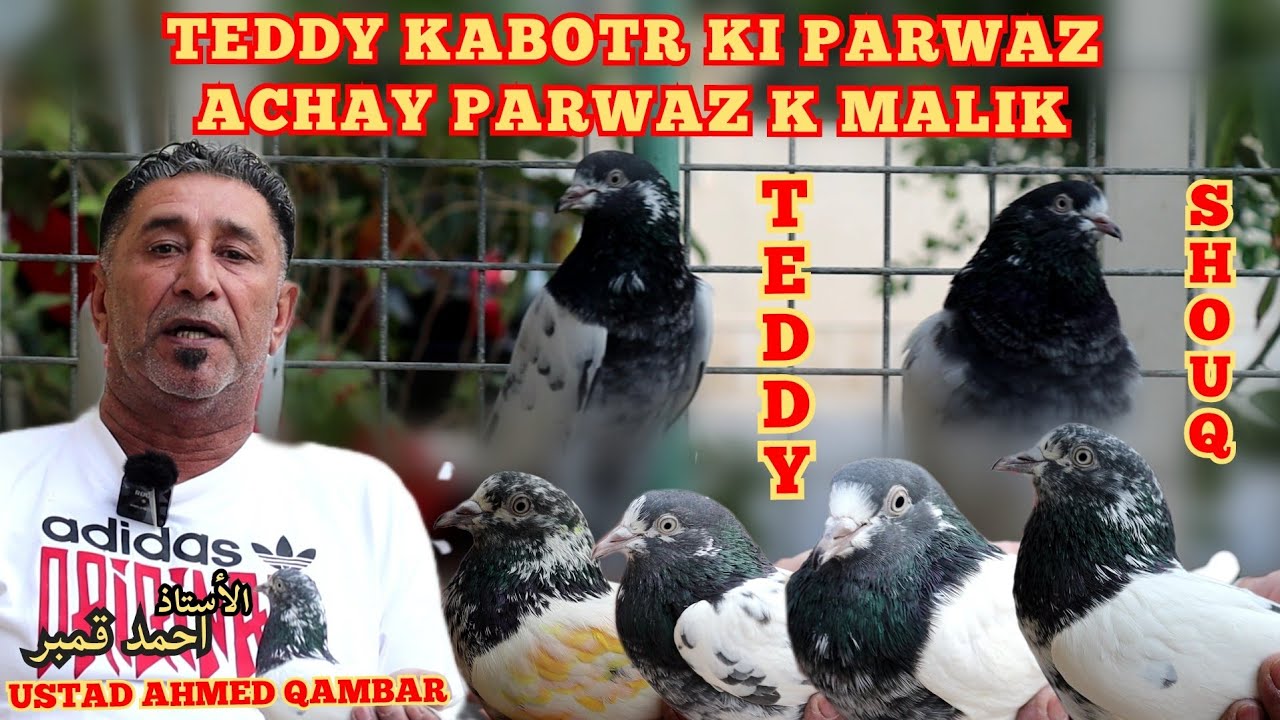 Ustad Ahmed Qambar|Teddy Kabotaron Ki Parwaz or Performance|Achay Parwaz K Malik Teddy Breed|Shouq 