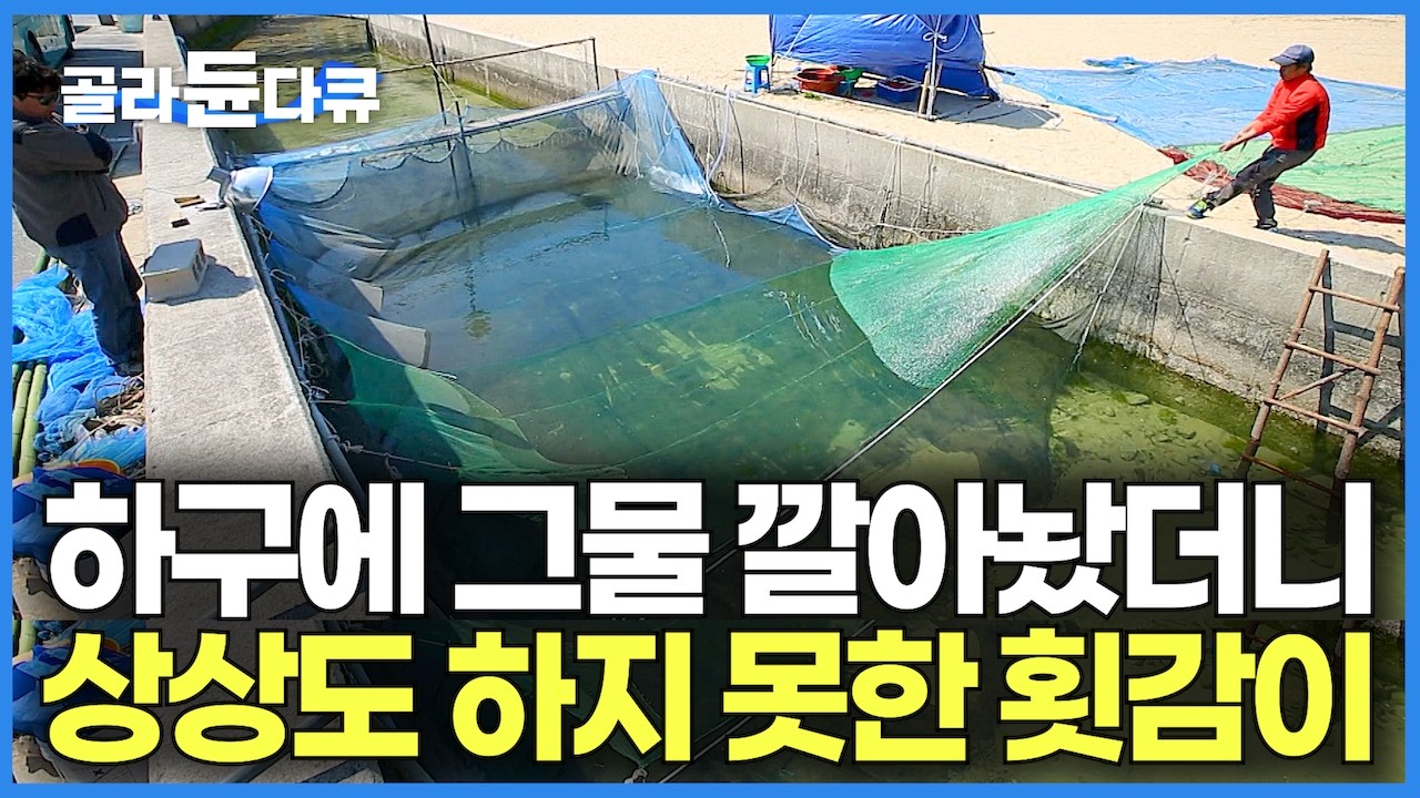 바닷물 만나는 하구에 그물 쫙 깔아놨더니 듣도 보도 못한 횟감이 우글우글 잡혀 올라온다｜고작 20일만 잡히는 물고기 정체｜해산물 넘치는 거제에서 먹고 사는 법｜한국기행｜#골라듄다큐