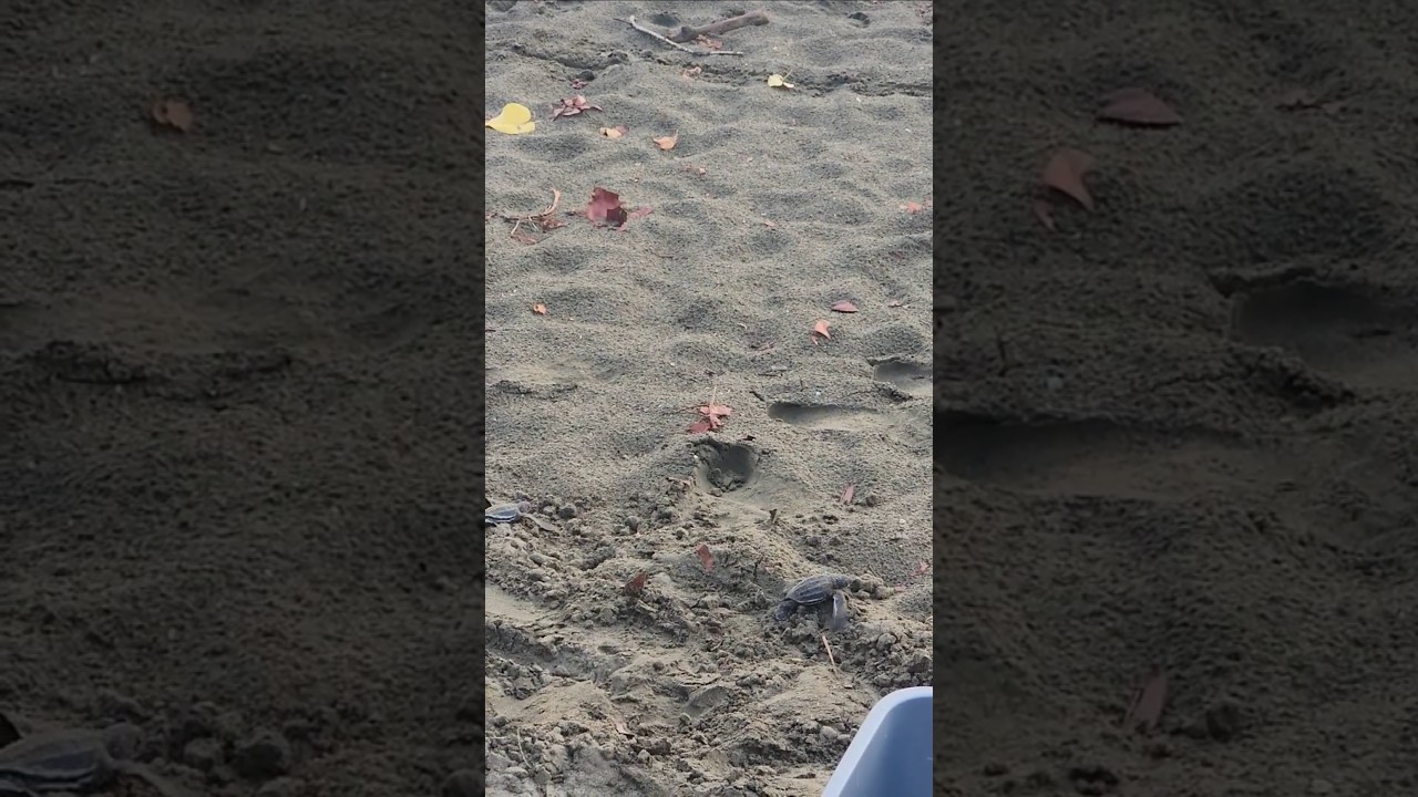 Liberaci&oacute;n de tortugas en Puerto Rico 🇵🇷