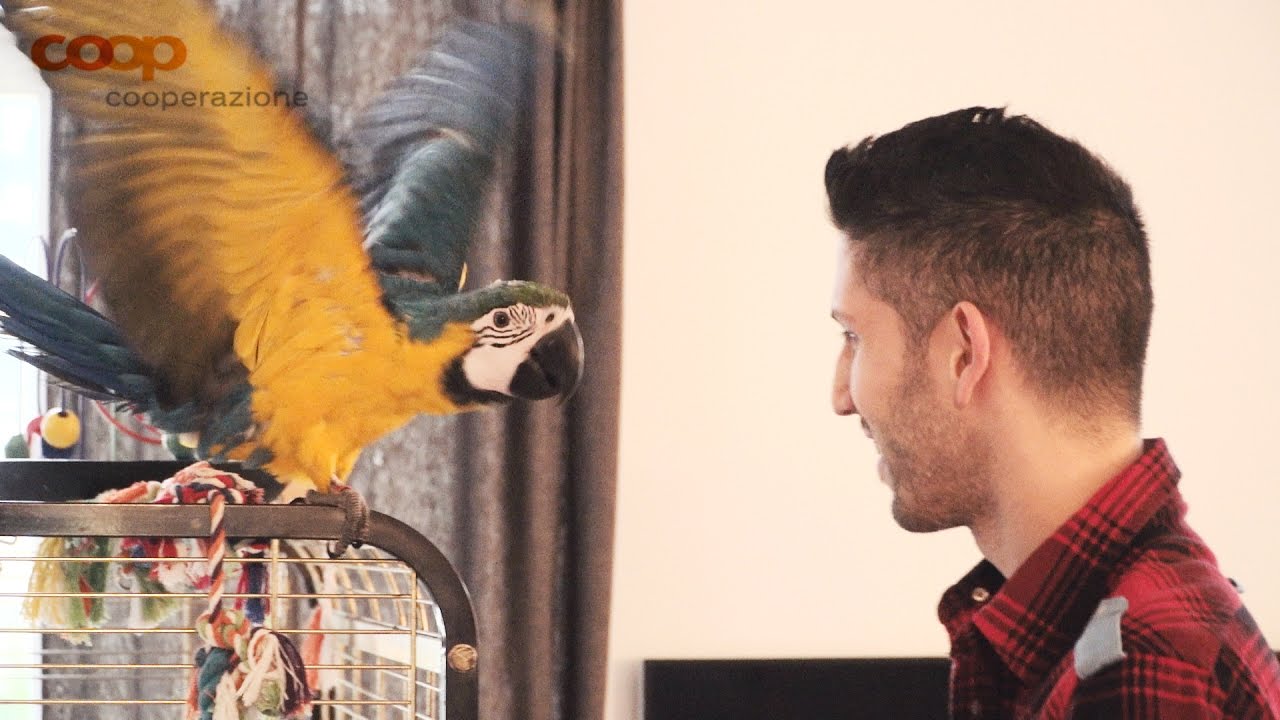Alessandro e i suoi... 34 pappagalli! — AMICI ANIMALI