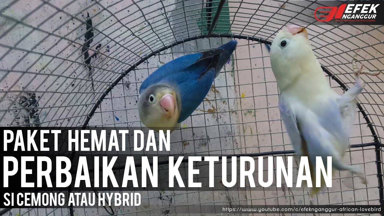 Paket Hemat Dan Memperbaiki Fischeri Cemong © Efek Nganggur