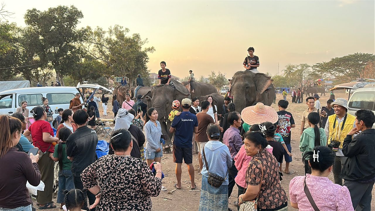 ຊາວບ້ານແຫ່ກັນມາຊົມຊ້າງໄຊຍະບູລີ2026/ชาวบ้านแห่กันมาชมช้างไชยะบูลี2569/Over 50 Elepants Show 