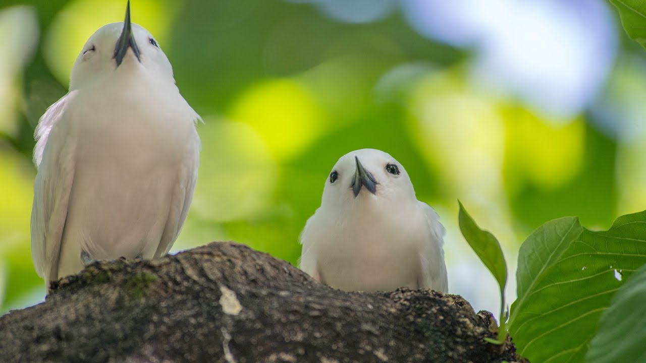 Kara Sun presenting wildlife of the seychelles,Part 3 (Praslin,Aride,Curieuse)