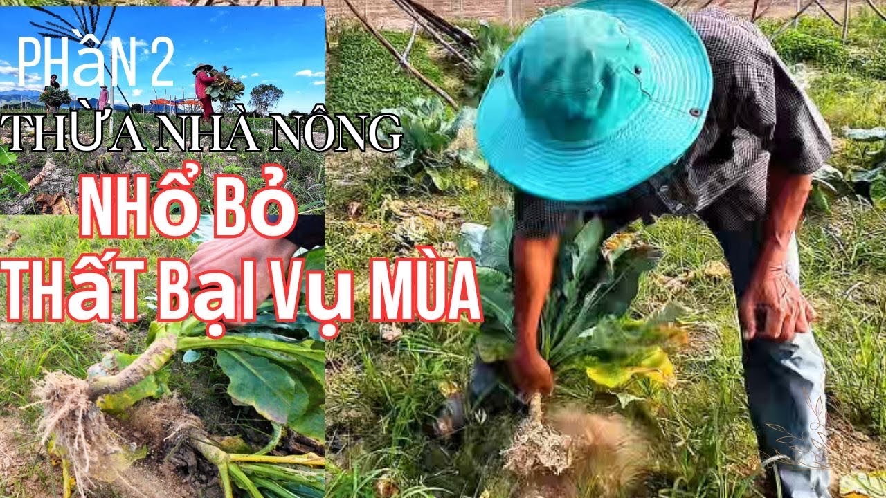 Thất thu nhổ bỏ tiếc nuối rau , lê sau nhiều tháng trồng.