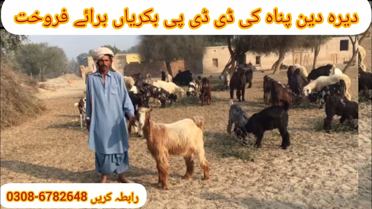 DDP BREED | Daira Din Panah Goat The Great Milk Producer Goat Breed In Pakistan  