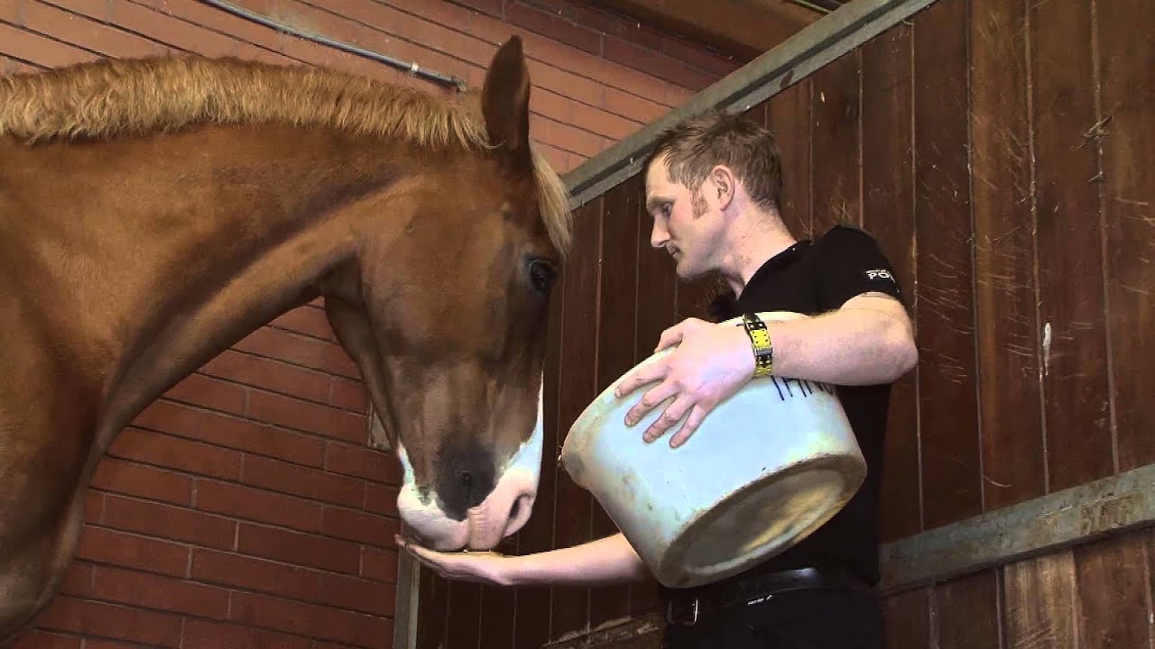 Tangle the Police Horse