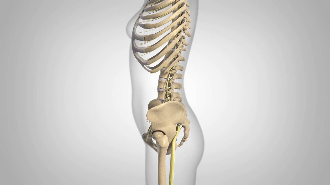 Degenerative Spondylolisthesis - Patient Animation