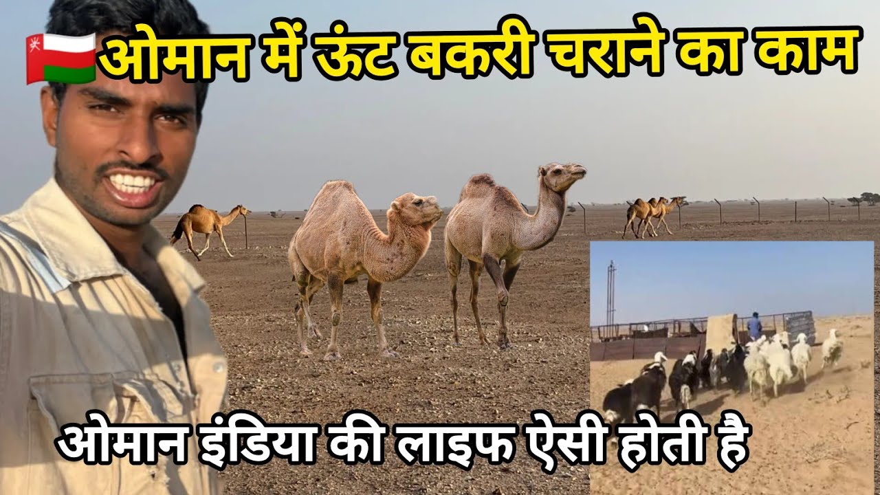 how camels work in Oman | ओमान में ऊँट का कैसे काम करते हैं  |