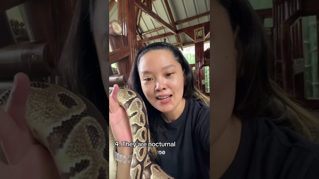 BACK TO BASICS: THINGS YOU NEED TO KNOW BEFORE OWNING A BALL PYTHON (PH🇵🇭 SET UP)