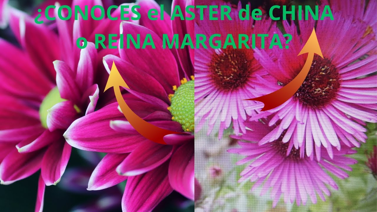 ENAMÓRATE de ELLA!!! ¿CONOCES el ASTER de CHINA o Reina MARGARITA?🌸🌸🌸