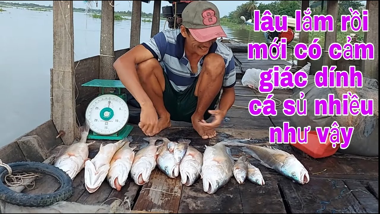 Dữ Lắm Trận Thăm Lưới Neo Này Rồi , Cá Sủ Đực Lần Lượt Phình Lên Mặt Nước # SĂN BẮT ĐỒNG THÁP #