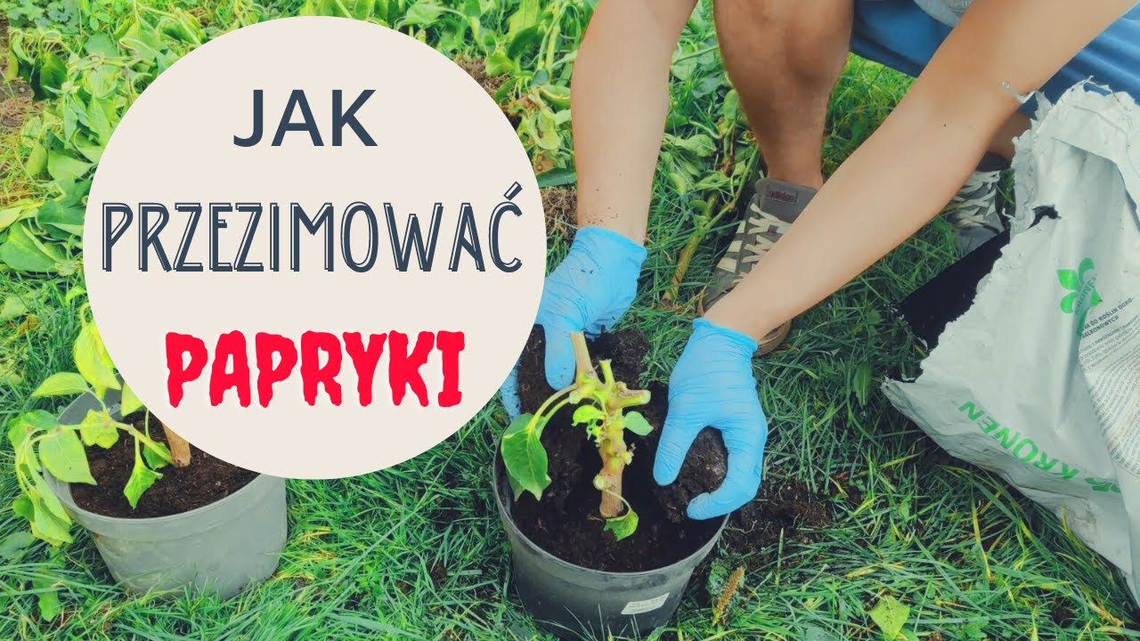 Jak Przezimować Paprykę I Przyspieszyć Zbiory W Przyszłym Roku.