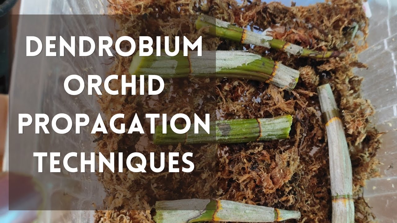How to propagate dendrobium orchids #orchids #dendrobiumorchidcare