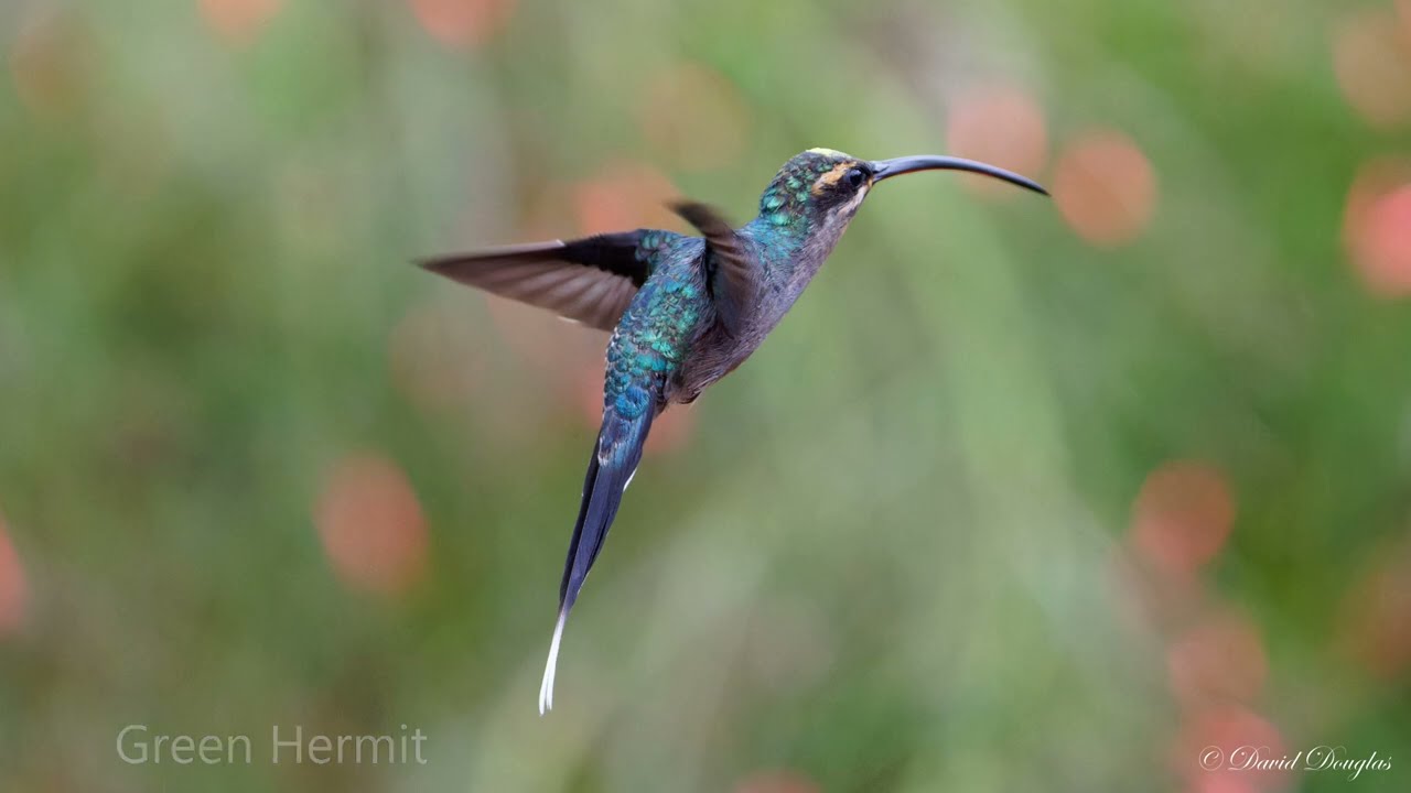 Costa Rica Birds 2023