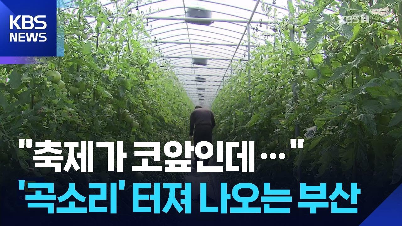 ‘토마토 축제’ 앞두고 비상…치솟는 기름값에 한숨 / KBS  2026.03.12.