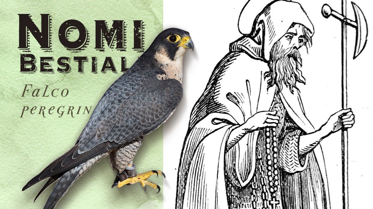 il significato dei nomi degli animali: il Falco Pellegrino
