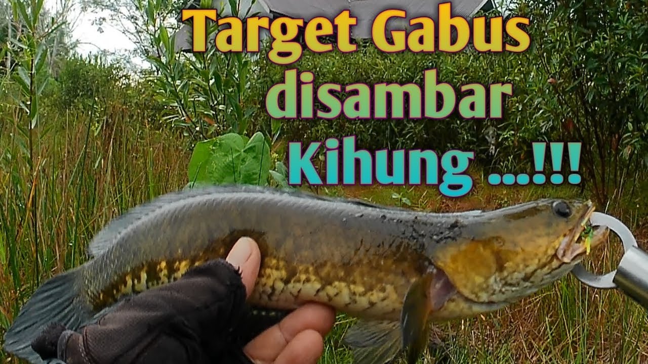 CASTING GABUS !!! Rejeki Nampol disambar Kihung//#mancingmania//#fishing//#gofishing//#casting
