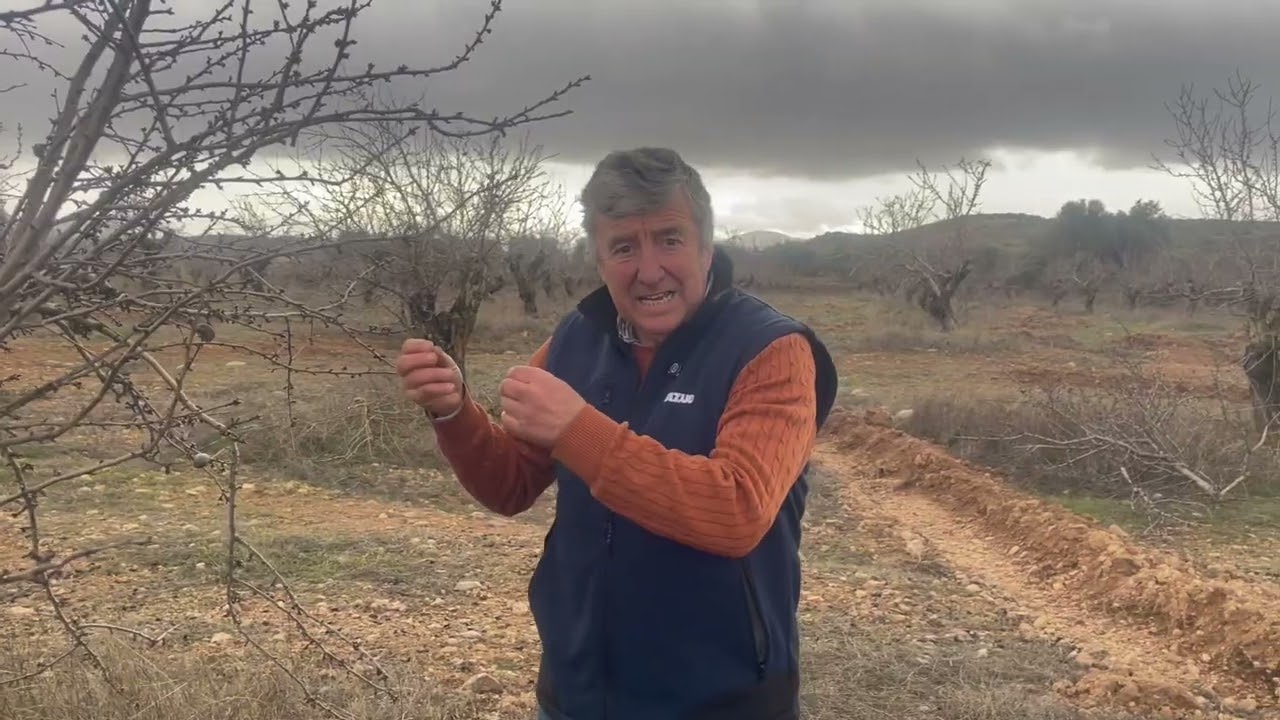 Ni renovar ni rejuvenecer en el almendro 