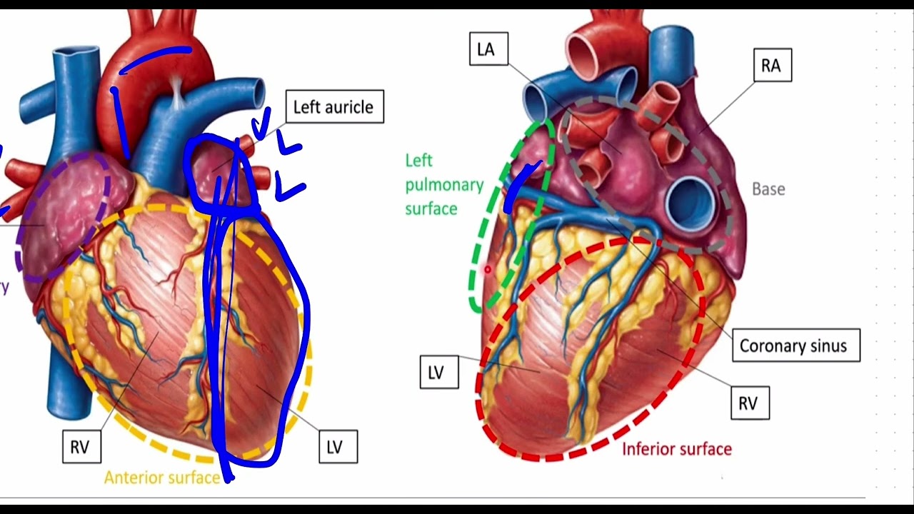HEART AUTOPSY - INFLOW AND OUTFLOW METHOD (REVISED)